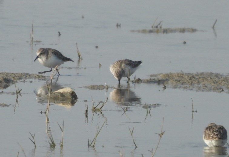 Küçük Kumkuşu - ML646529712