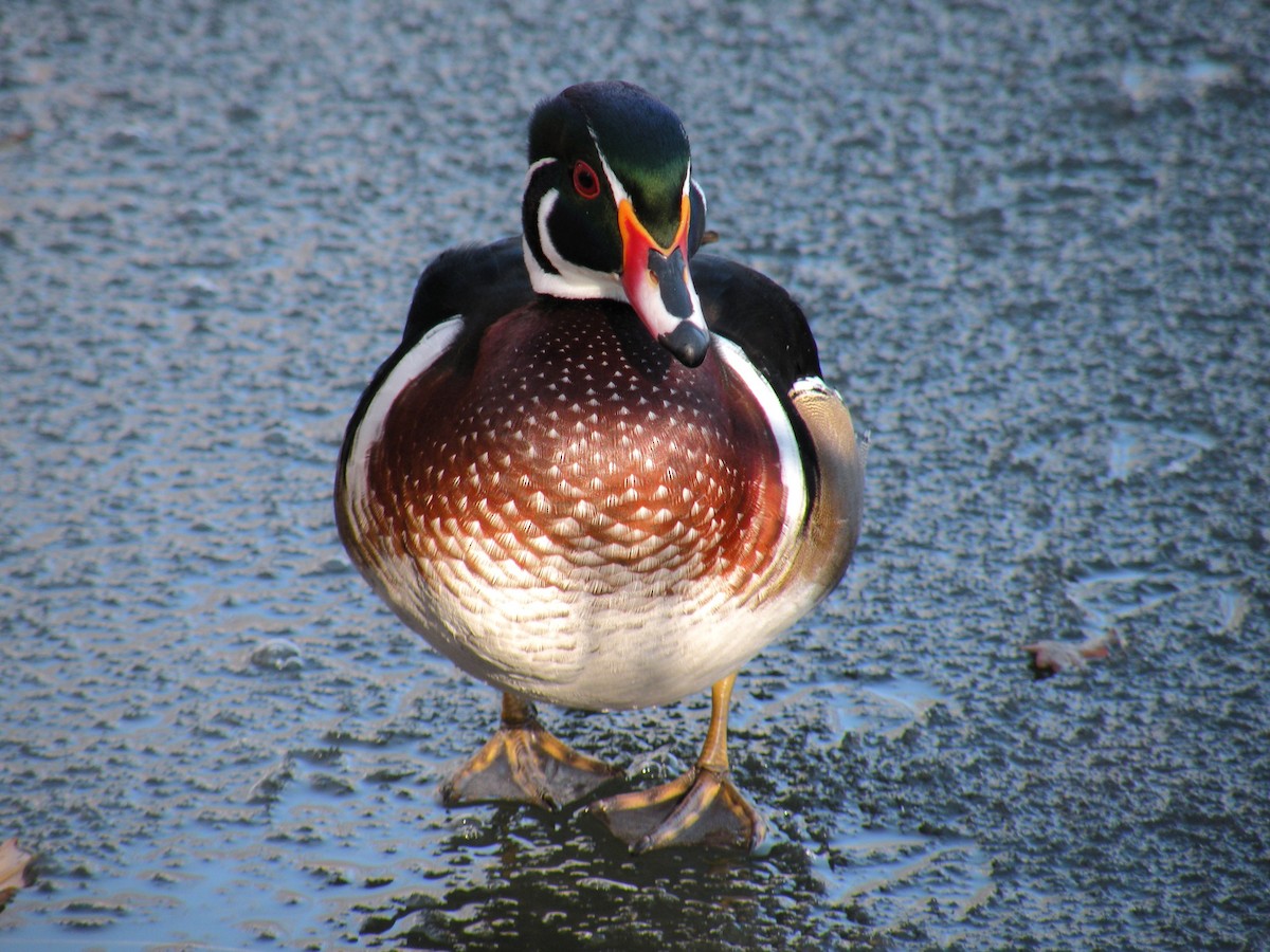 Canard branchu - ML646529716
