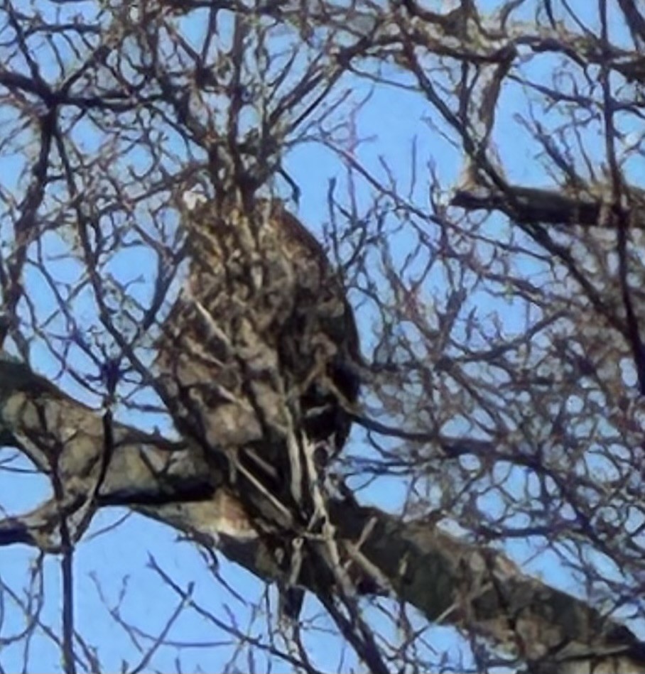 Great Horned Owl - ML646529717