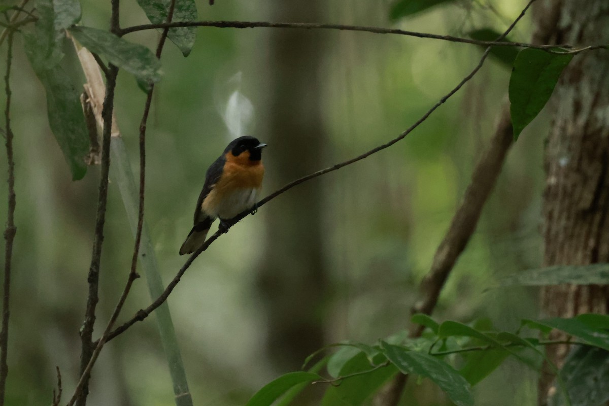 Brillenmonarch - ML646529719