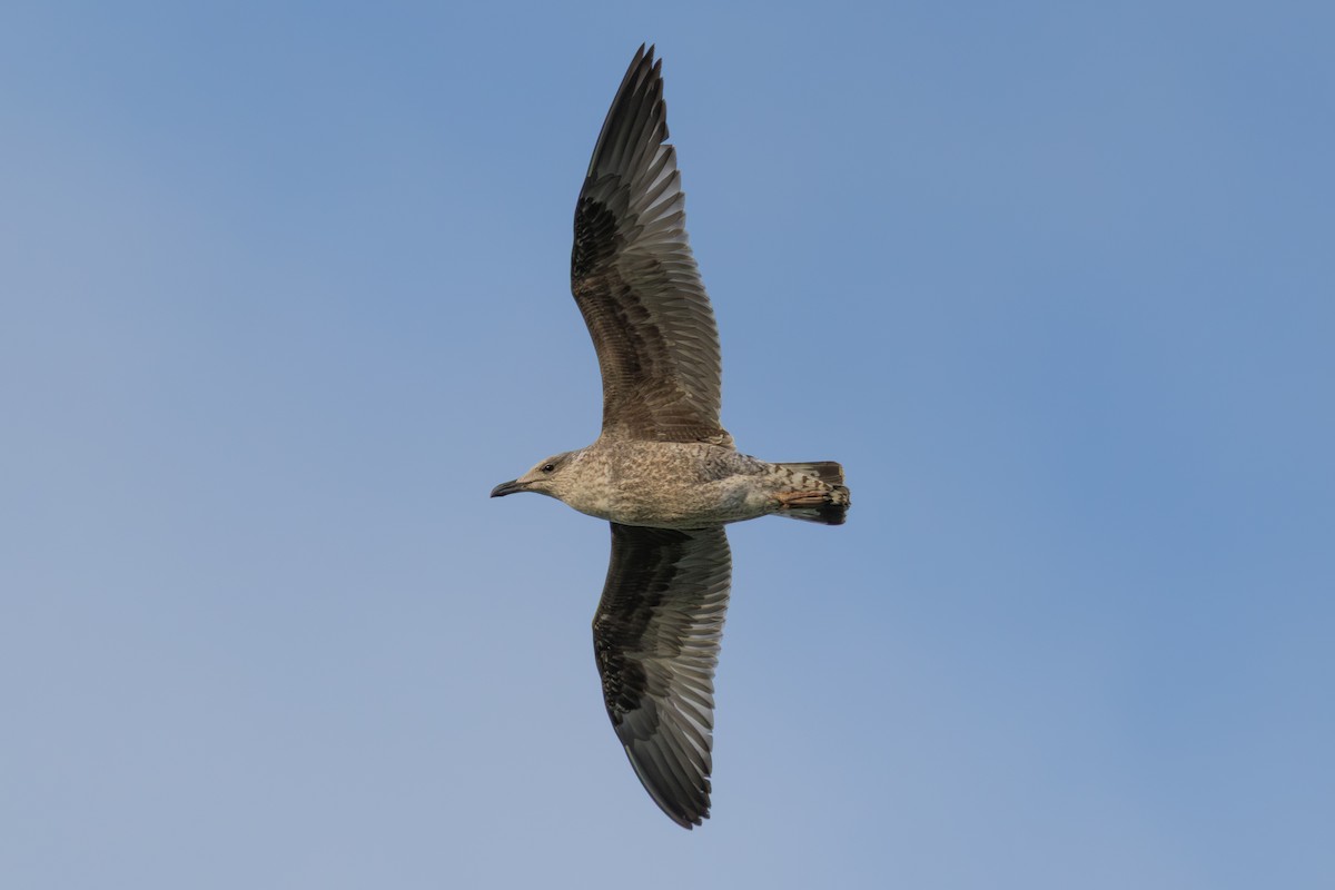 Клуша - ML646529720