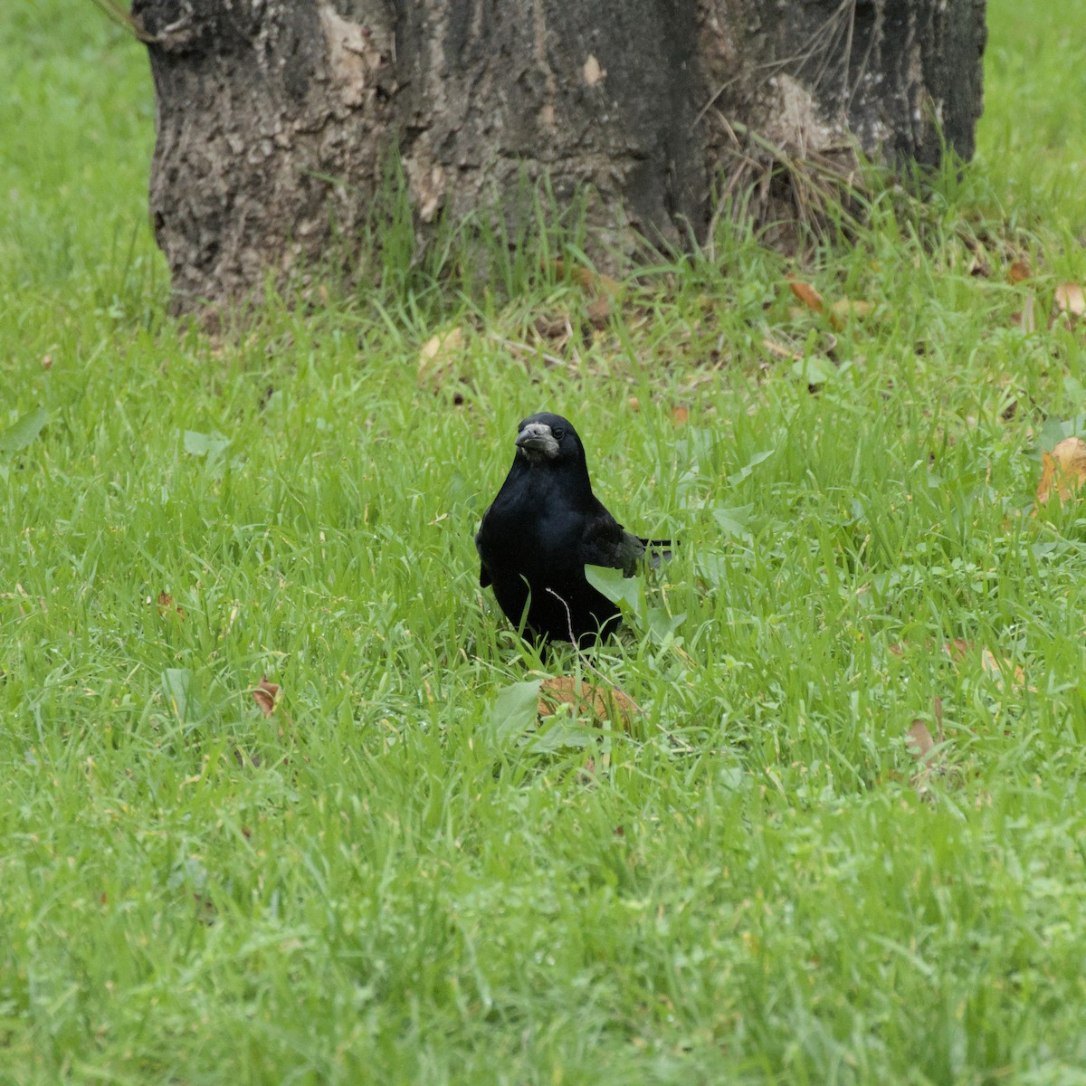 Ipar-belea - ML646529725