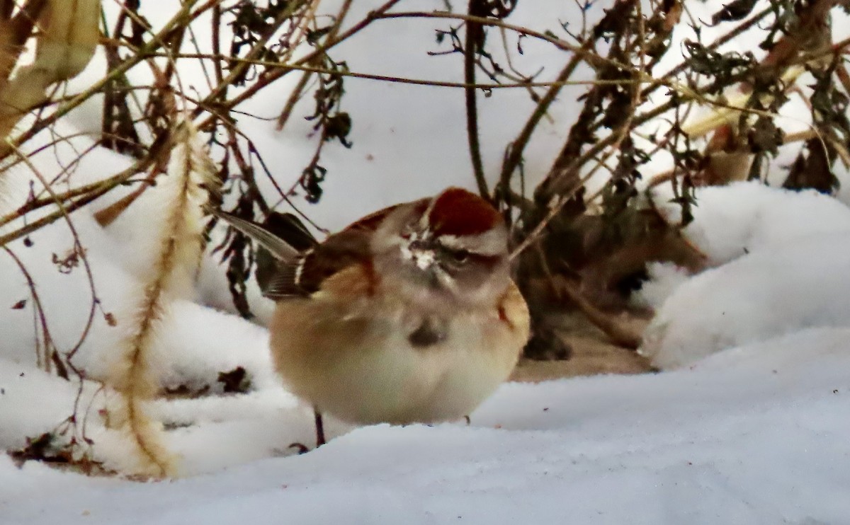 American Tree Sparrow - ML646529726