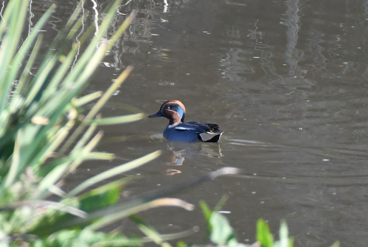 Чирянка мала - ML646529727