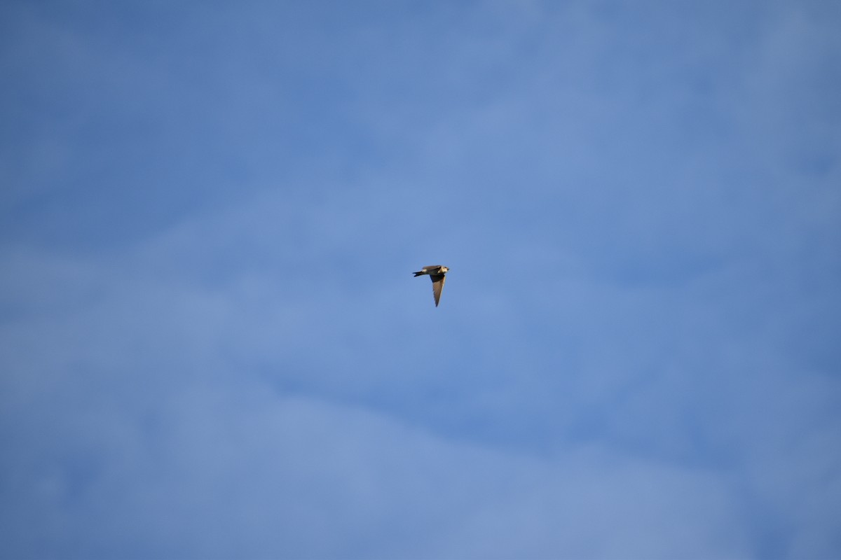 Bank Swallow - ML646529728