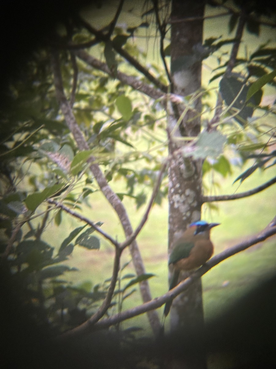 Whooping Motmot - ML646529729