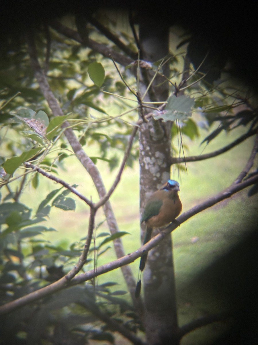 Whooping Motmot - ML646529730