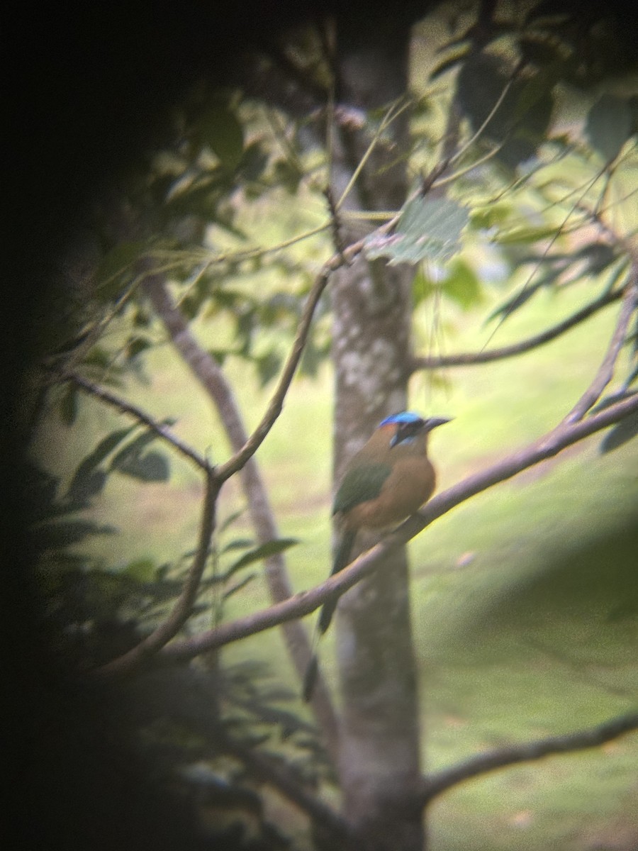 Whooping Motmot - ML646529731