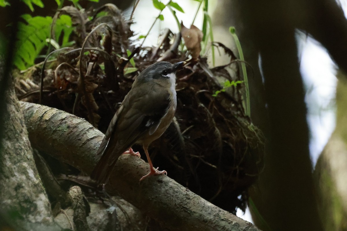 Graustirn-Farnschnäpper - ML646529732