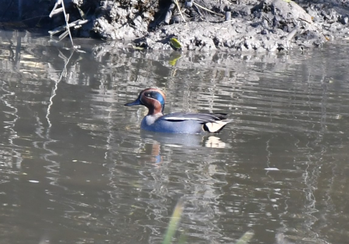 Чирянка мала - ML646529735