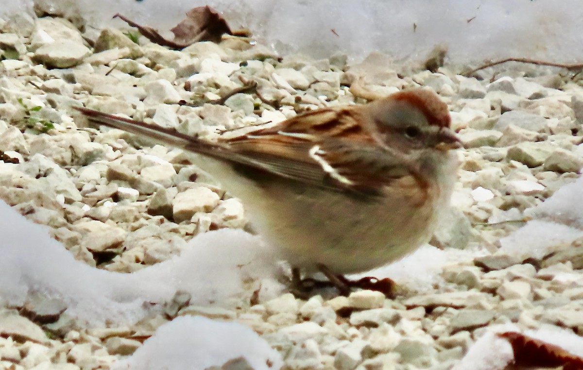 American Tree Sparrow - ML646529737