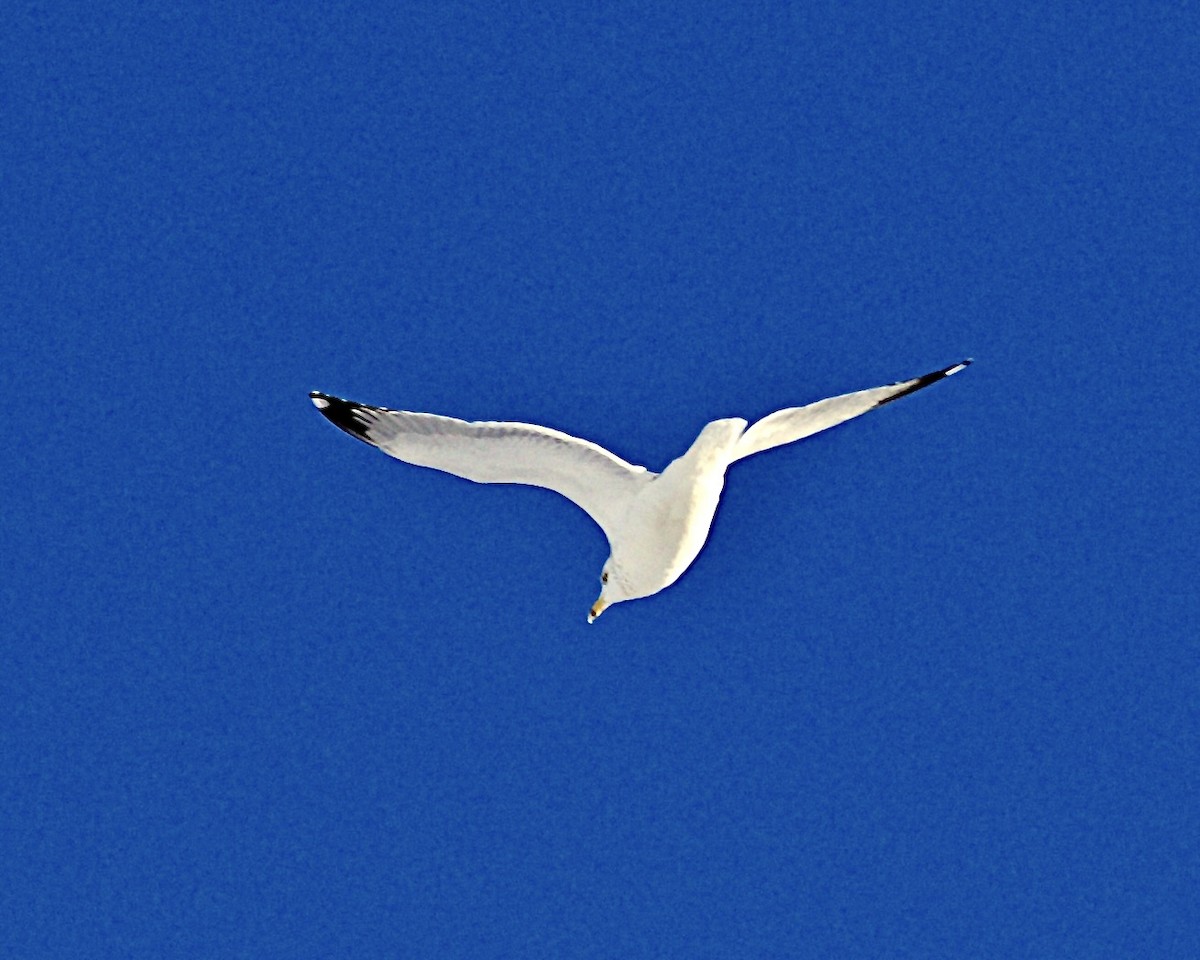 Ring-billed Gull - ML646529738