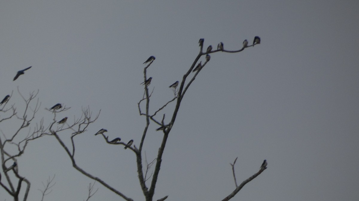 Tree Swallow - ML646529740