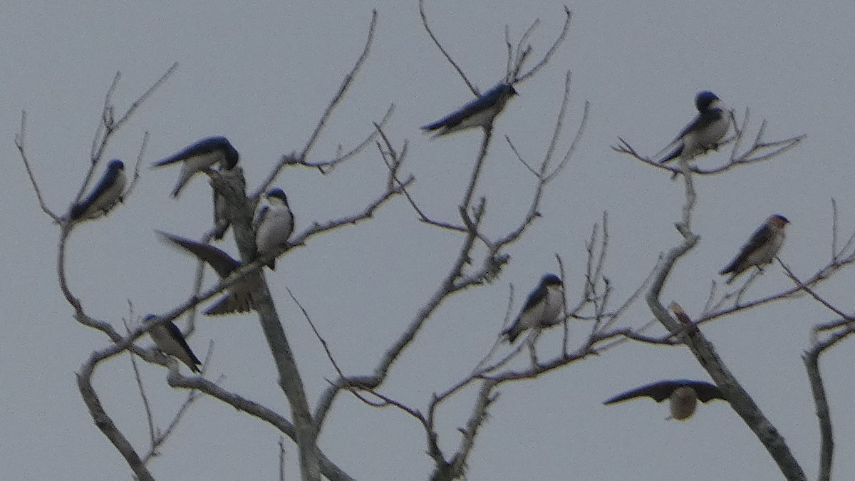 Tree Swallow - ML646529741