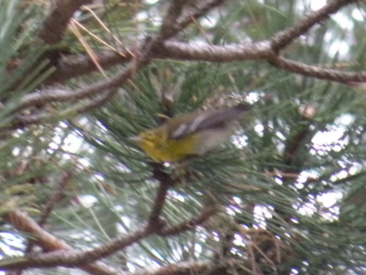 Pine Warbler - ML646529758