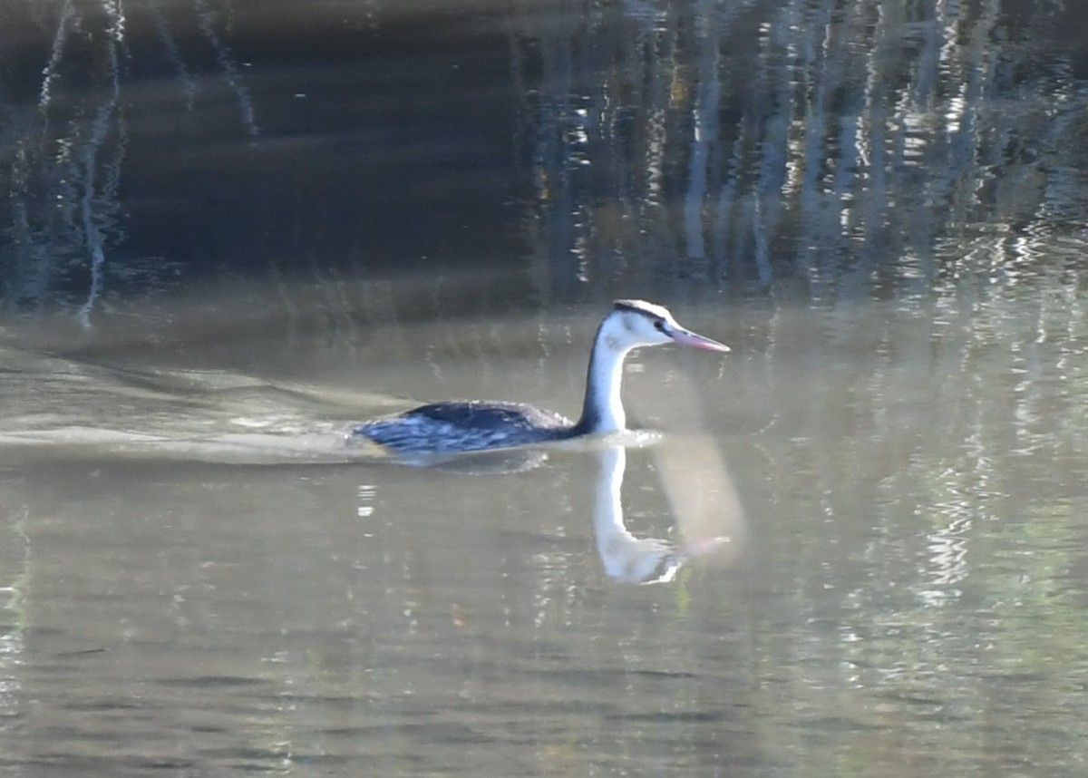 Пірникоза велика - ML646529759