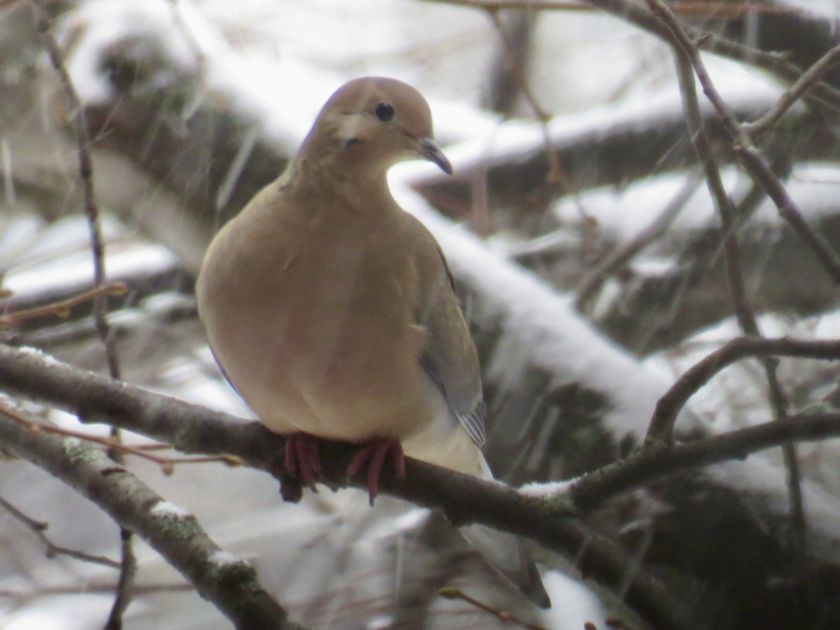 Mourning Dove - ML646529762