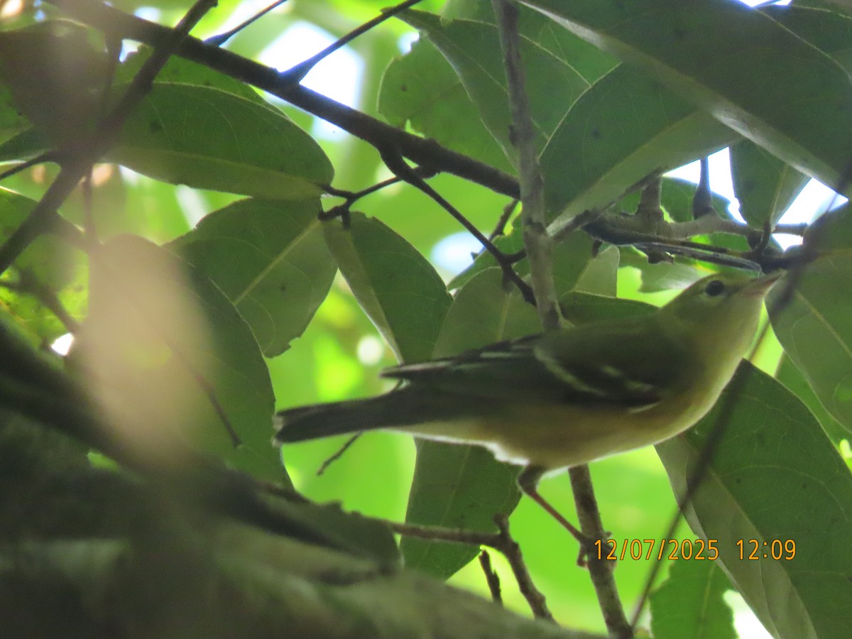 Reinita Castaña - ML646529764
