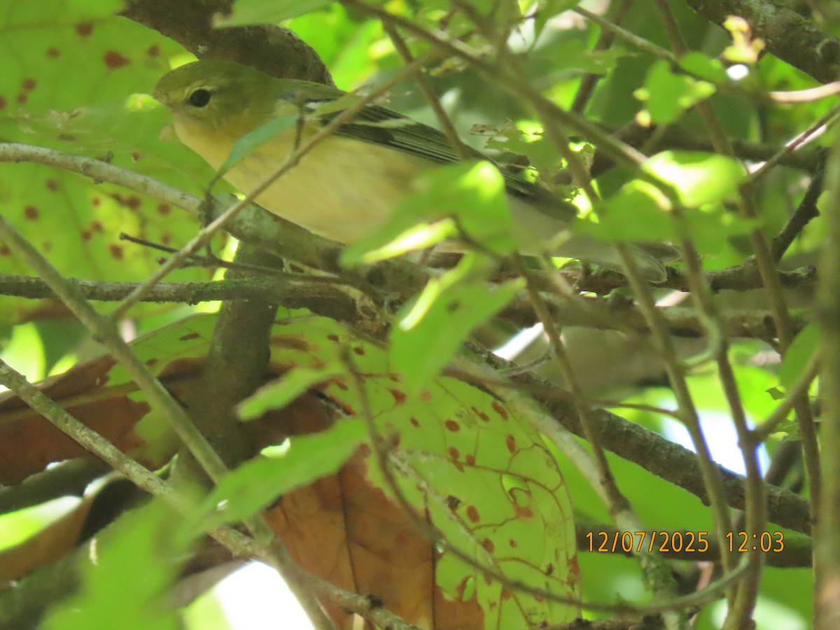 Reinita Castaña - ML646529766