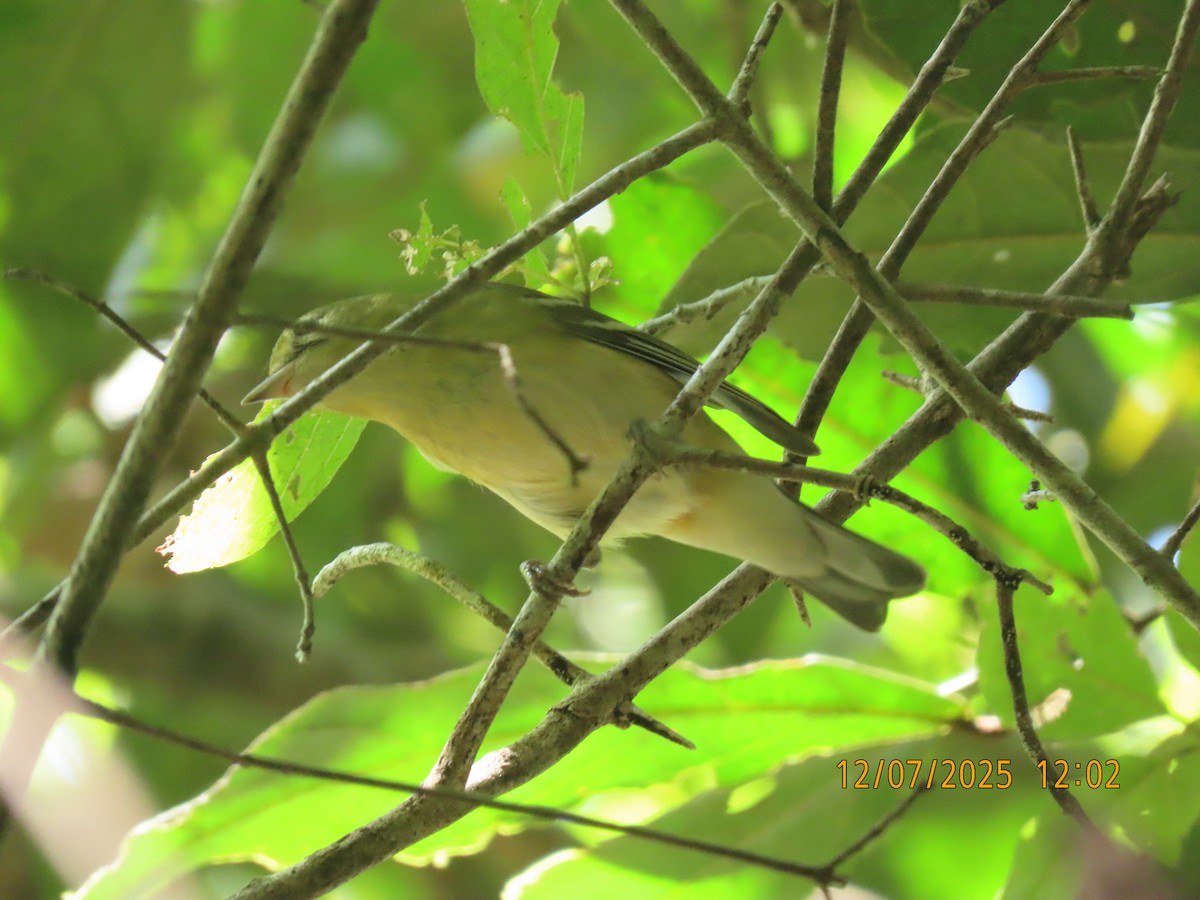 Reinita Castaña - ML646529768