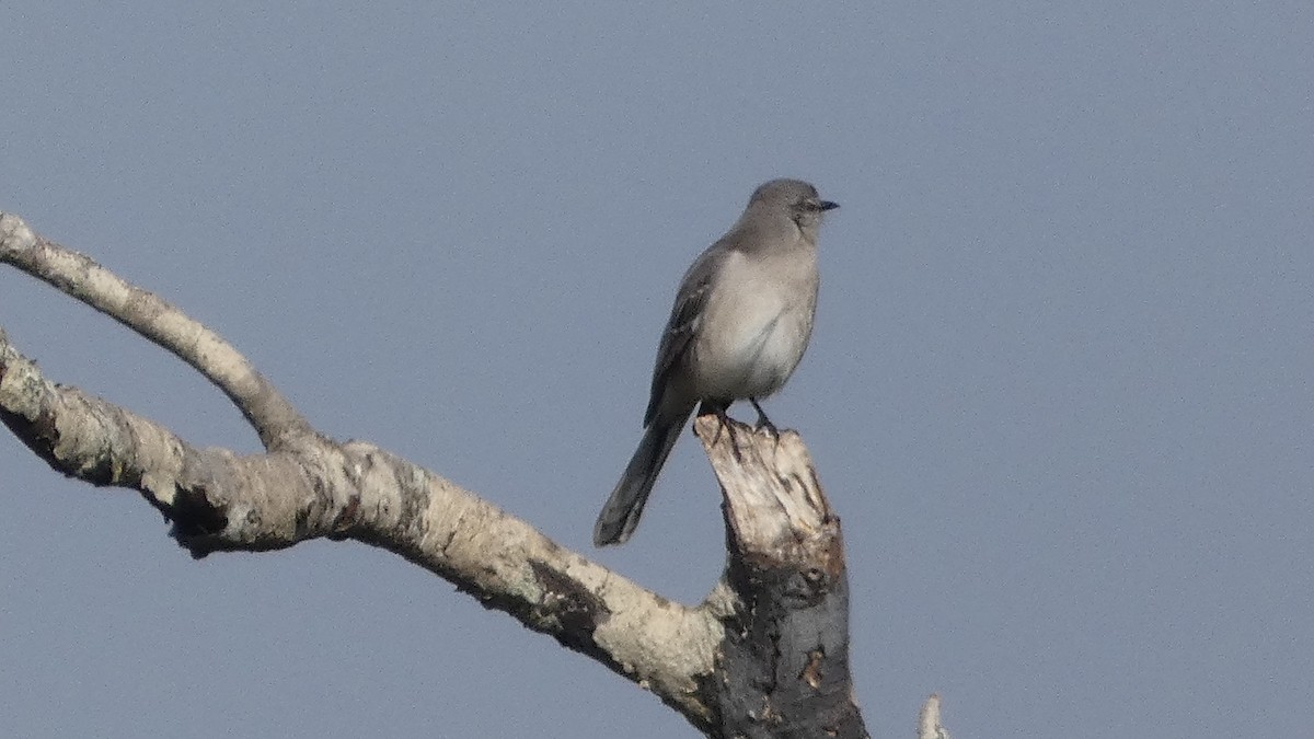 drozdec mnohohlasý - ML646529770