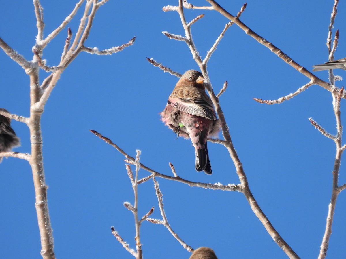 Brown-capped Rosy-Finch - ML646529776