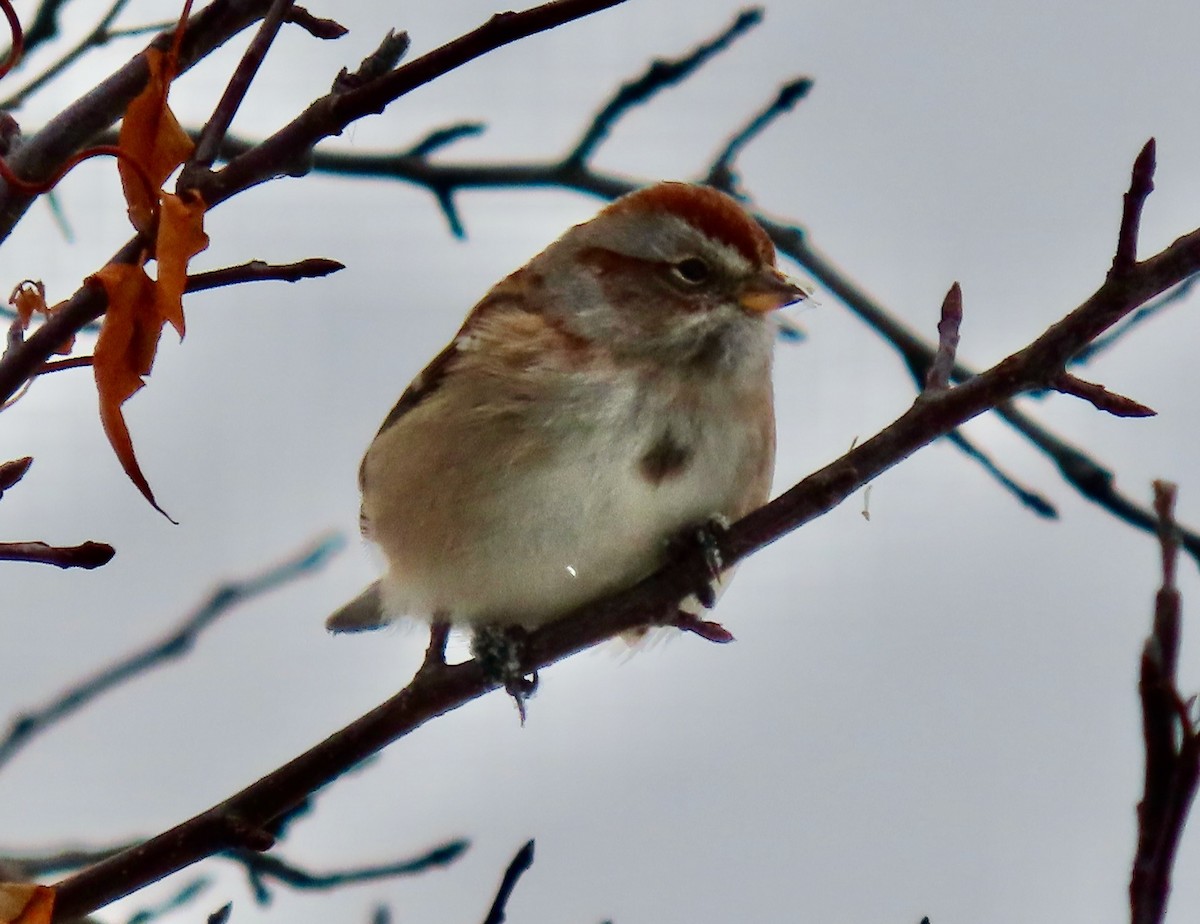 American Tree Sparrow - ML646529787