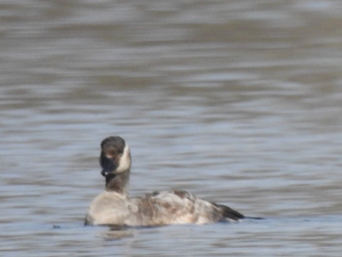 goose sp. - ML646529792