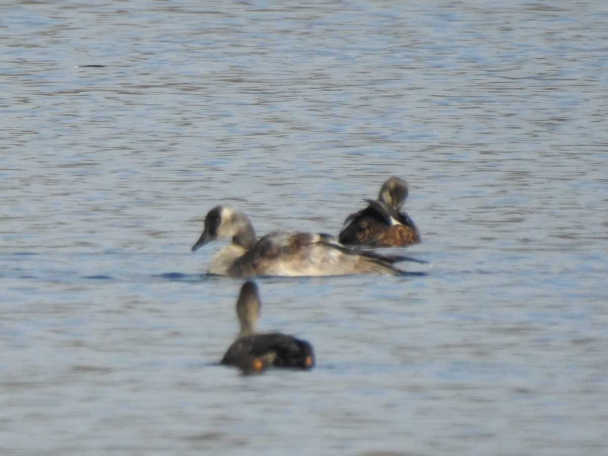 goose sp. - ML646529793