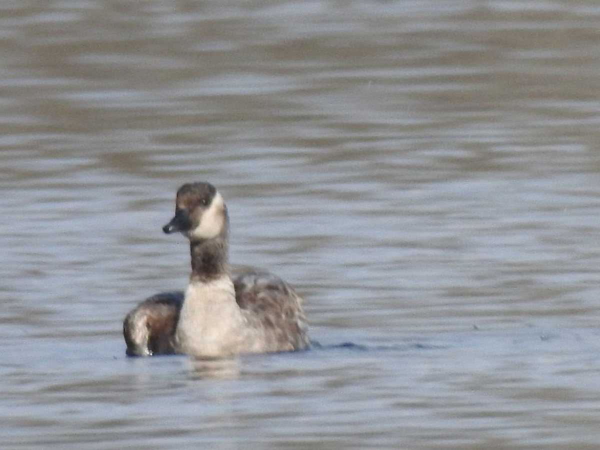 goose sp. - ML646529794