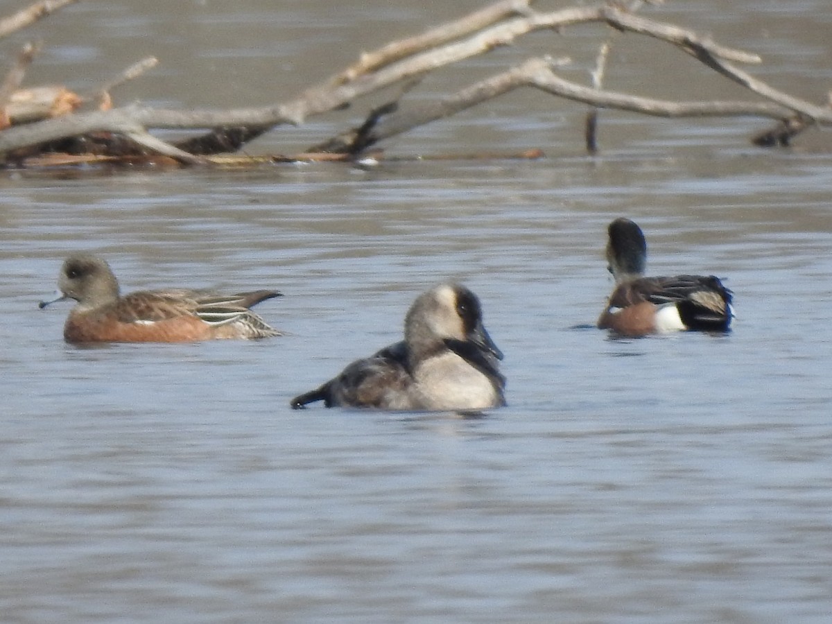 goose sp. - ML646529795