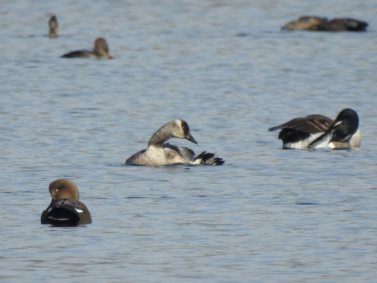 goose sp. - ML646529796