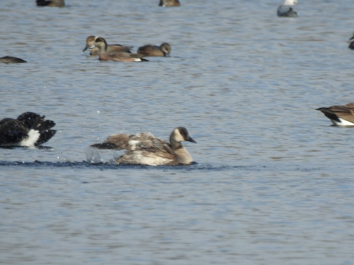 goose sp. - ML646529797