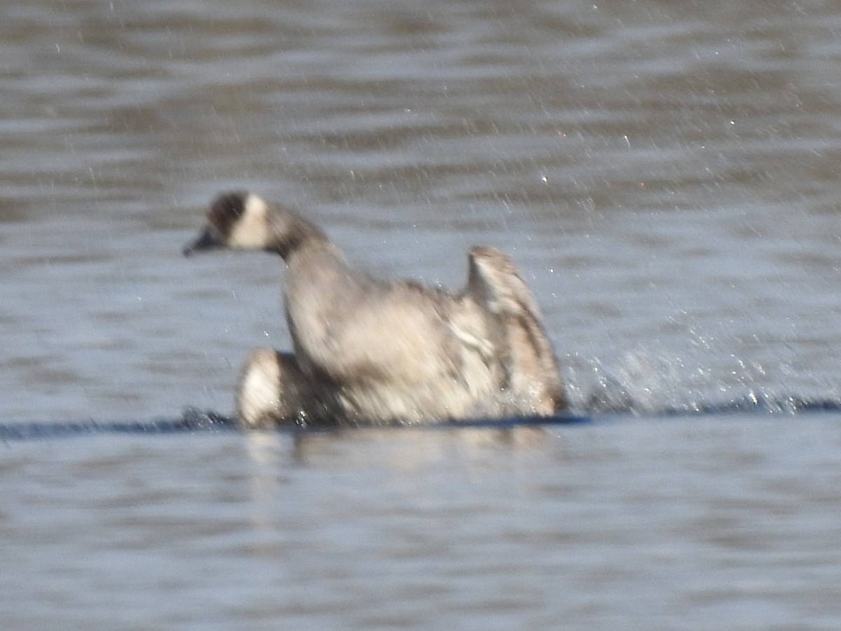 goose sp. - ML646529798