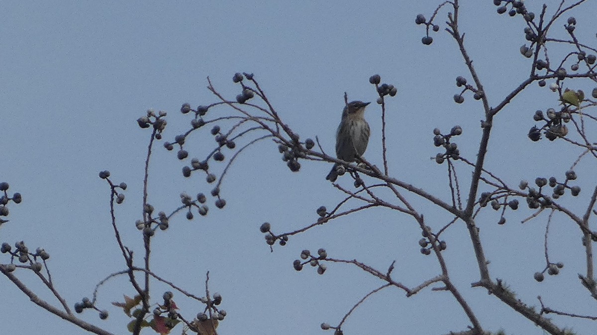 Пісняр-лісовик жовтогузий - ML646529800