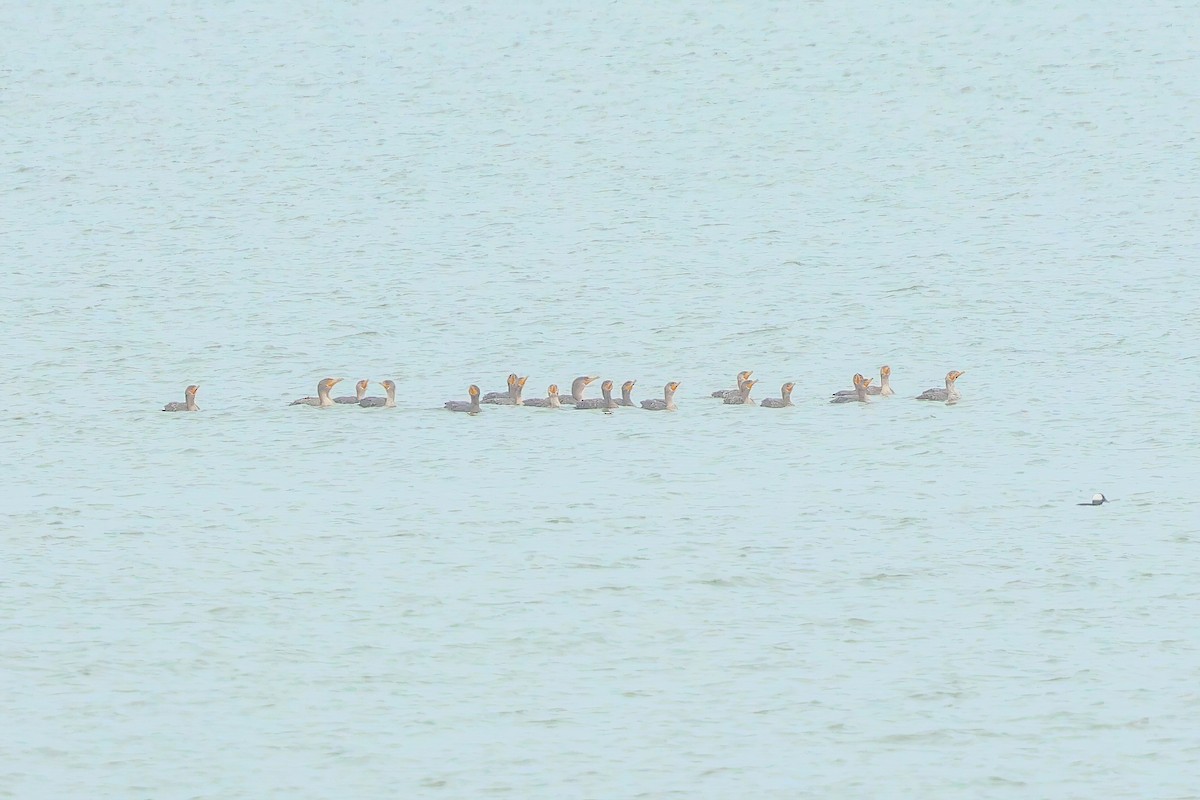 Double-crested Cormorant - ML646529810