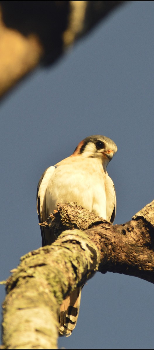 American Kestrel (Cuban) - ML646529811