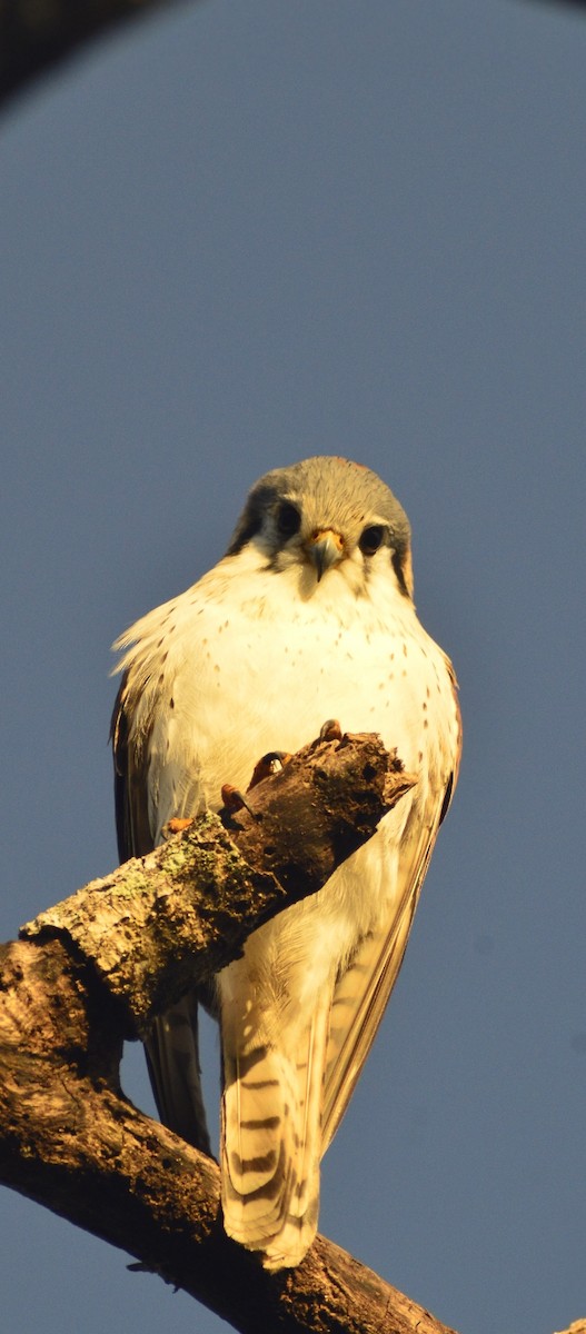 American Kestrel (Cuban) - ML646529812