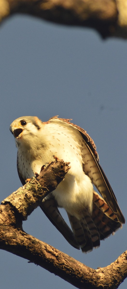 American Kestrel (Cuban) - ML646529813