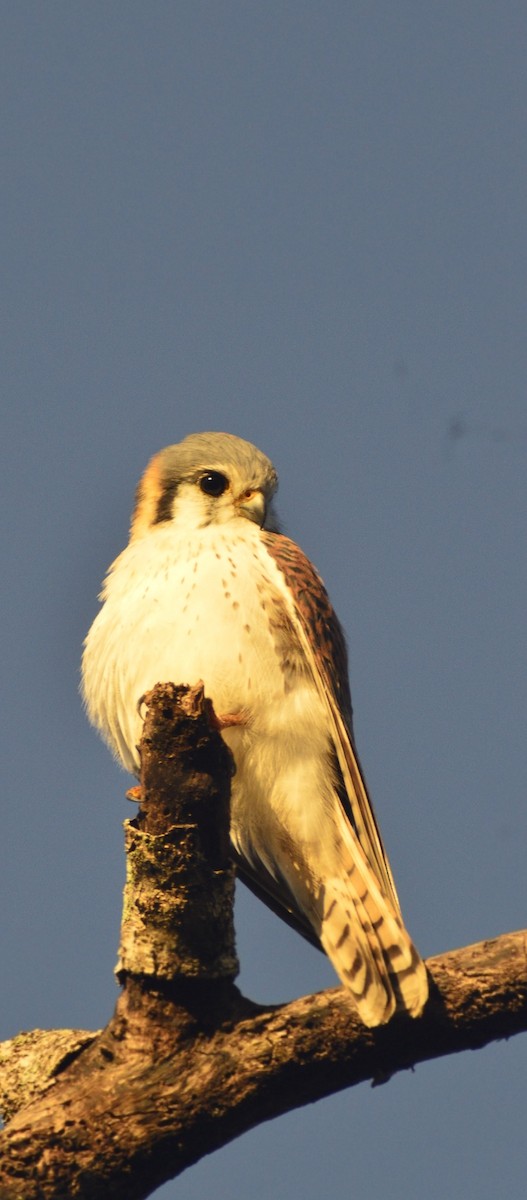 American Kestrel (Cuban) - ML646529814