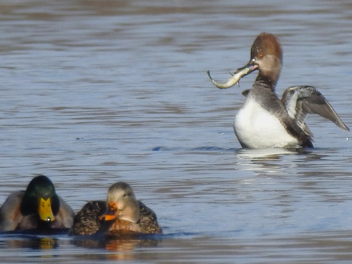 Hooded Merganser - ML646529819