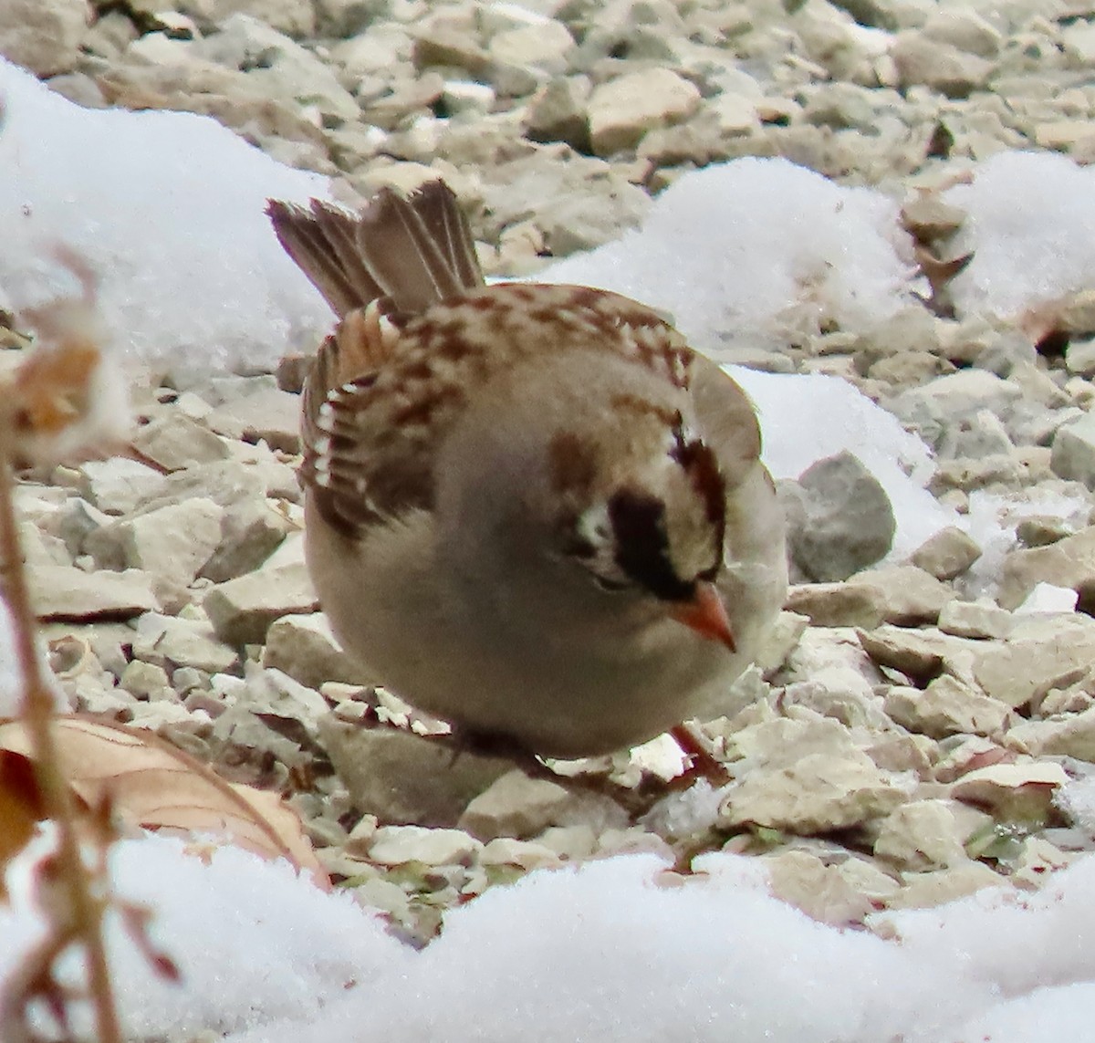 White-crowned Sparrow - ML646529822