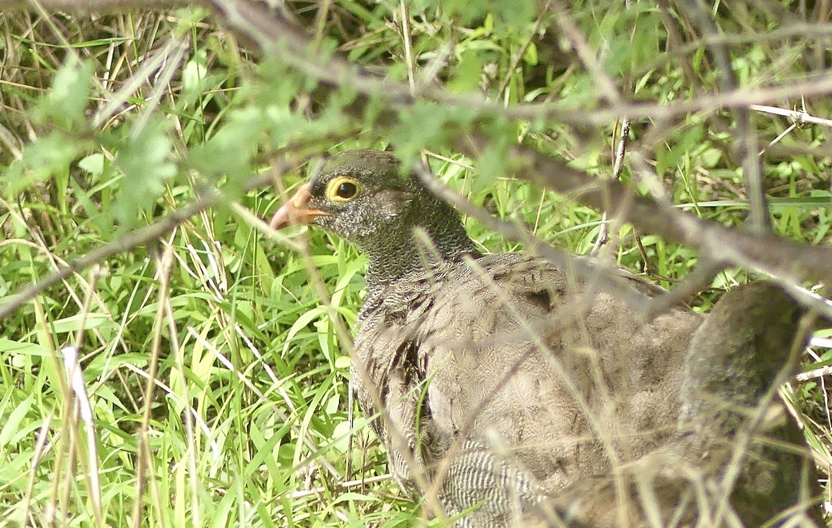 Red-billed Spurfowl - ML646529827