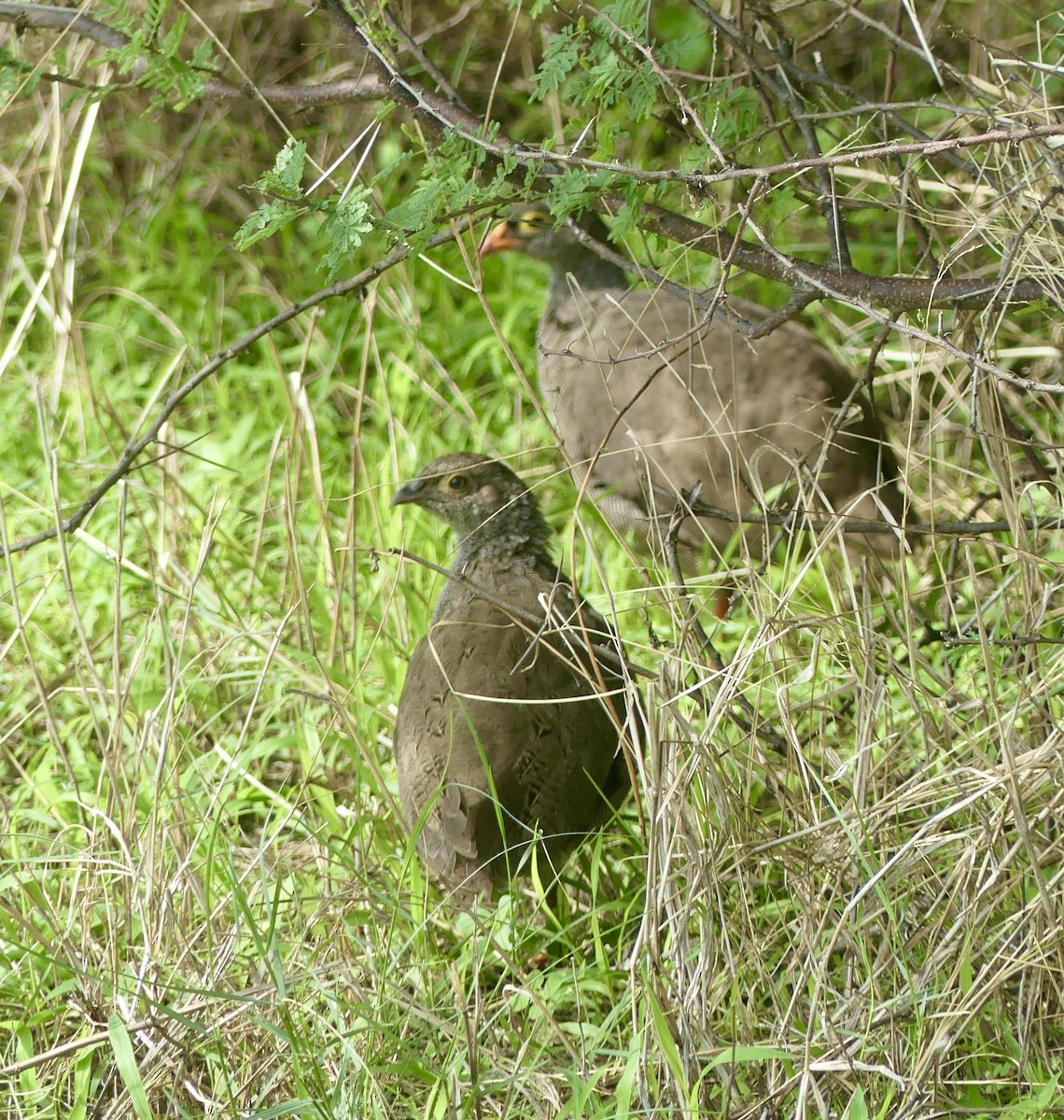 Red-billed Spurfowl - ML646529828