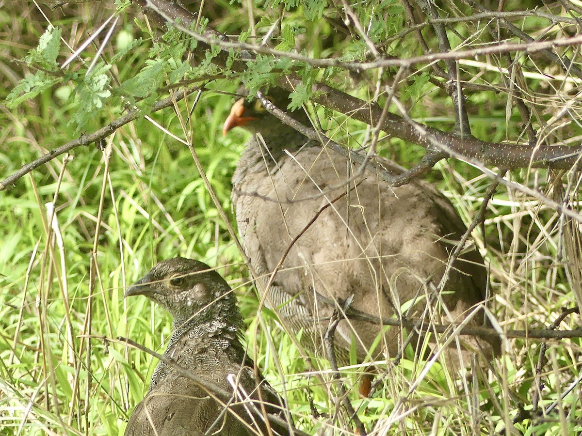 Red-billed Spurfowl - ML646529829
