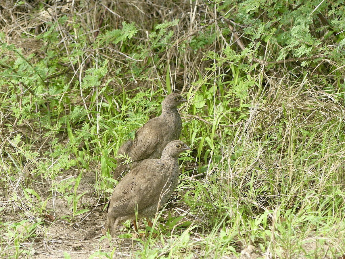 Red-billed Spurfowl - ML646529830