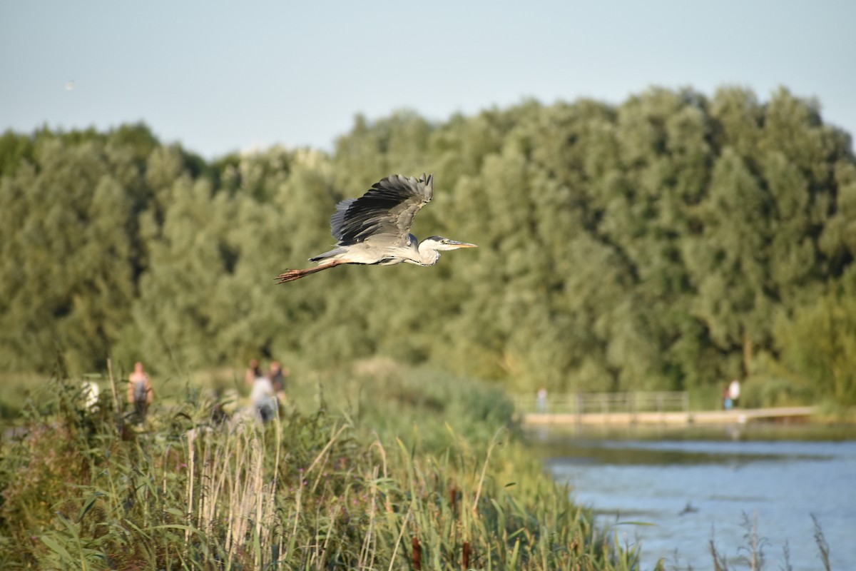 Хөх дэглий - ML646529835