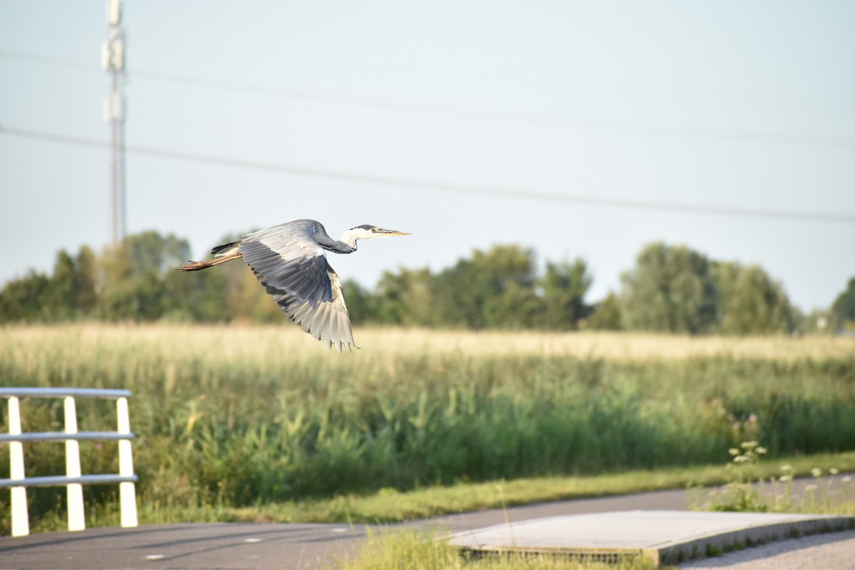 Хөх дэглий - ML646529836