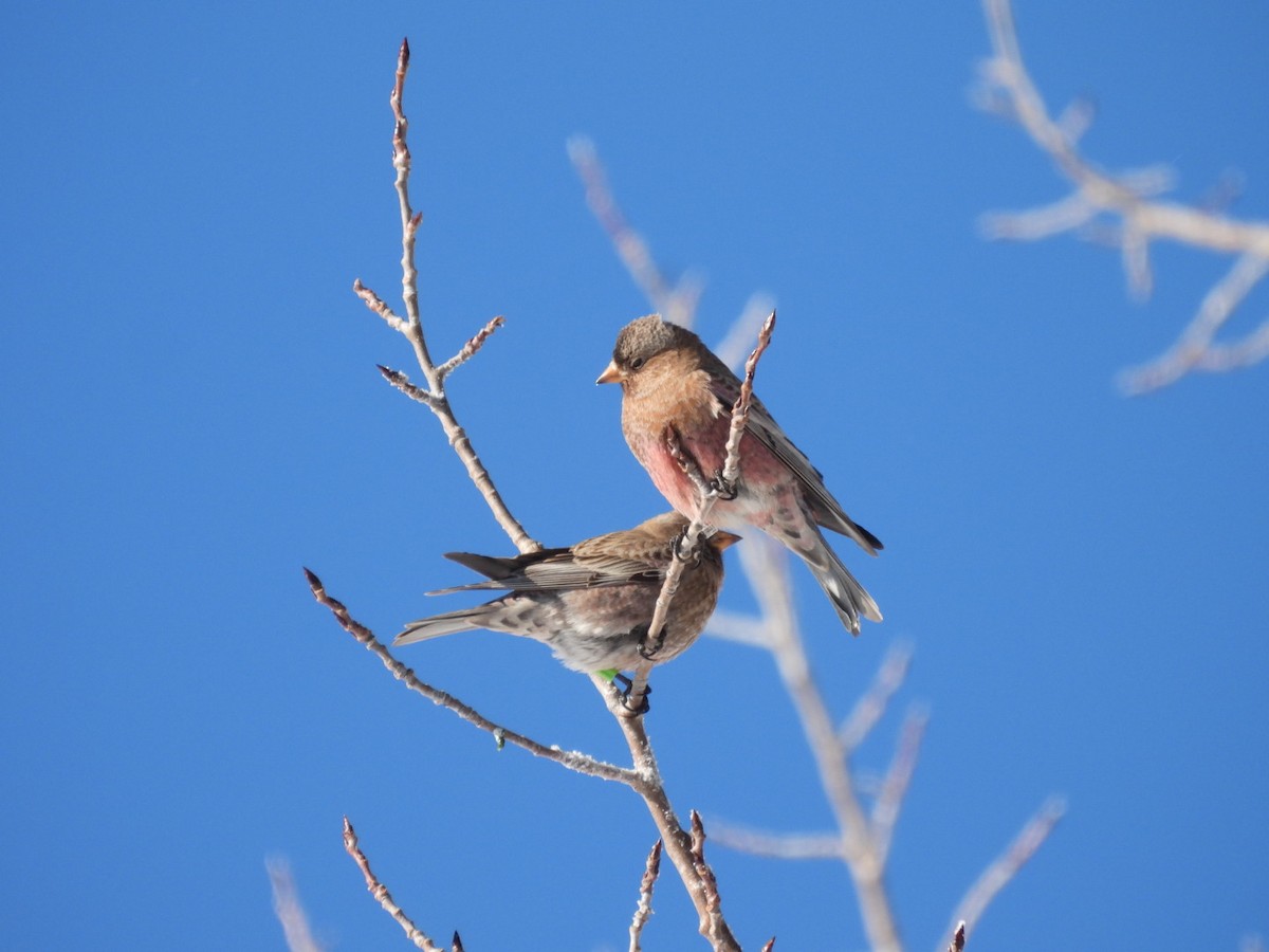 Brown-capped Rosy-Finch - ML646529838