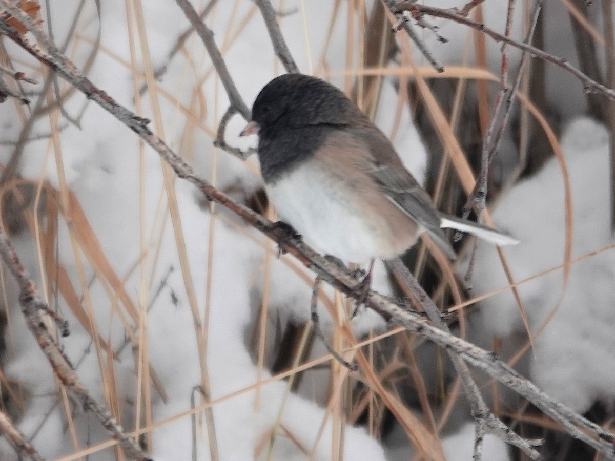 יונקו כהה-עין - ML646529839